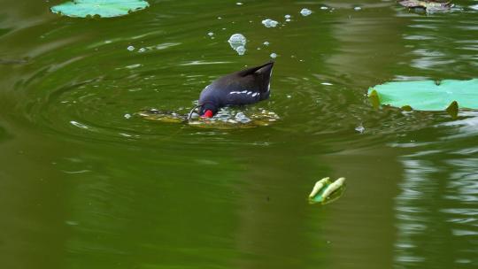 荷塘里的水鸭在觅食C