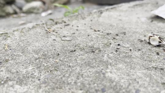 蚂蚁觅食 成群蚂蚁视频素材模板下载
