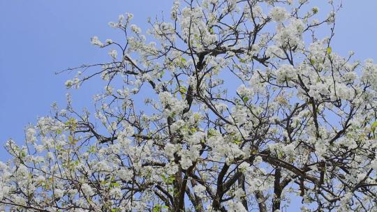 春暖花开梨花盛开景观