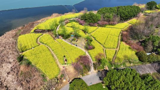 航拍乡村农业春天油菜花田自然风光