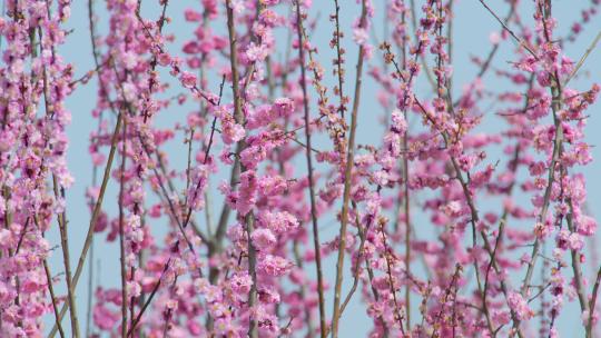 春天梅花盛开 梅园 春天到了