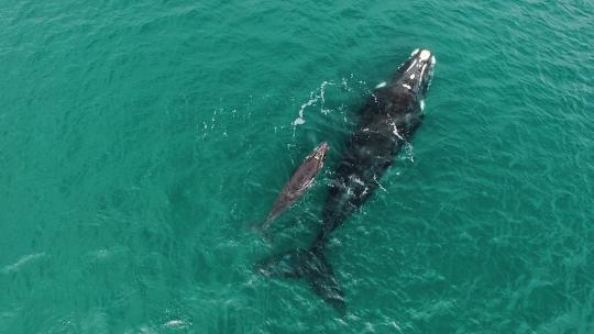南露脊鲸的母亲和幼鲸