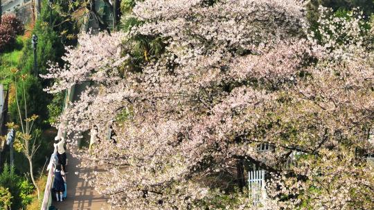 航拍武汉春天城市街头盛开的樱花