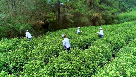 茶山航拍 采茶