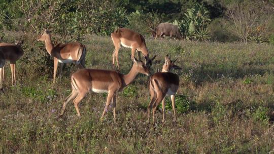 鹿 动物世界 野生动物保护区