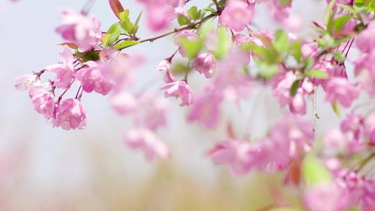 樱花基地