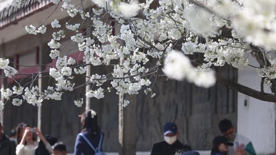 济南五龙潭，春季樱花植物盛开洁白如雪