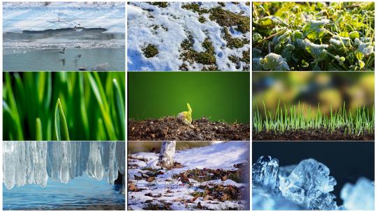 春天冰雪融化植物发芽生长高清在线视频素材下载