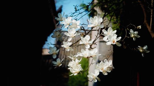 春天白色玉兰花