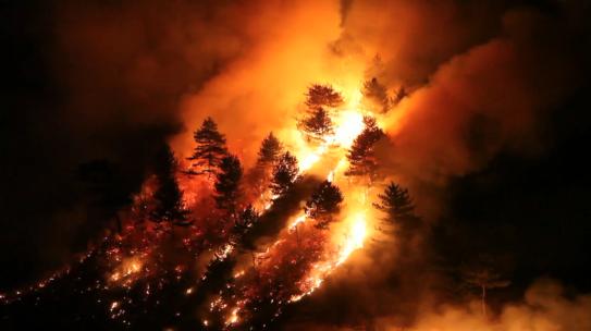 森林火灾影视级素材合集视频素材模板下载
