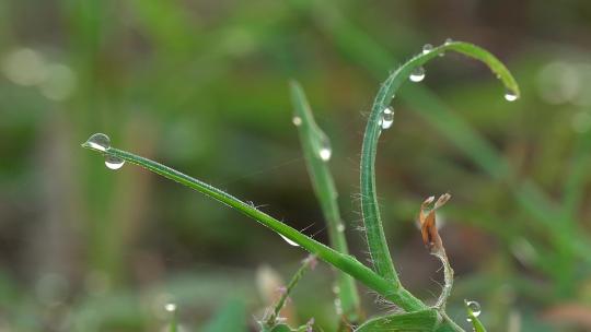 雨滴下雨草地水滴唯美自然