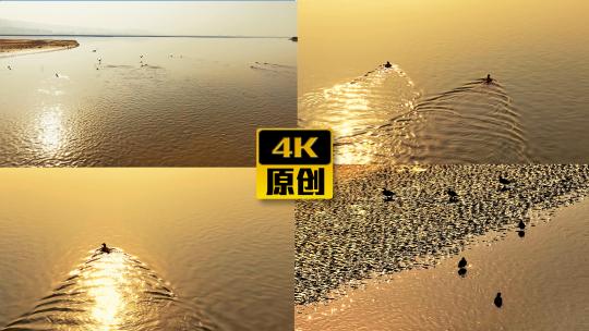 黄河湿地候鸟生态航拍高清在线视频素材下载