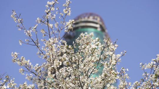 武汉春天樱花季盛开的樱花街景