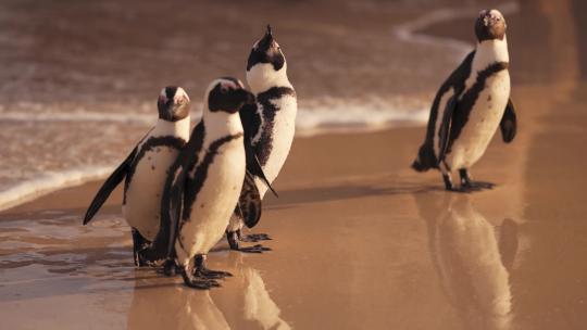 企鹅 一群企鹅 企鹅宝宝 海洋生态 幼年企鹅