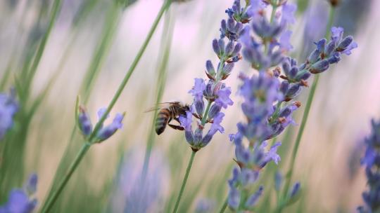 薰衣草地里的蜜蜂视频素材模板下载