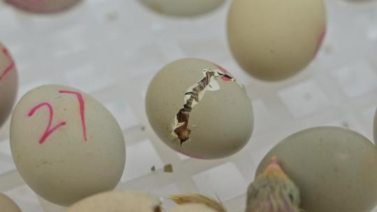 鸡蛋破壳而出的视频视频素材模板下载