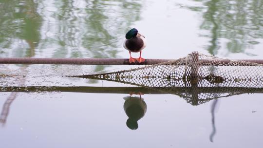 鸭子在水面护栏休息梳理羽毛