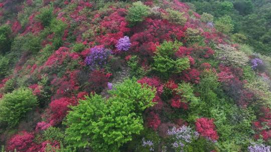 杭州余杭鸬鸟山顶杜鹃花春天映山红航拍