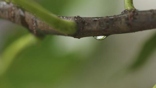 树叶上的雨滴两个镜头