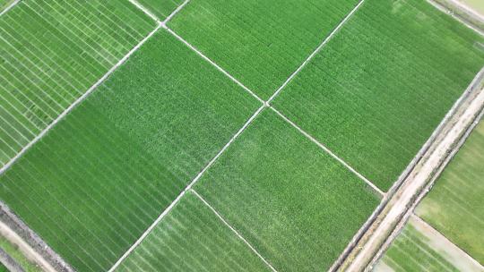 清新稻田系列四