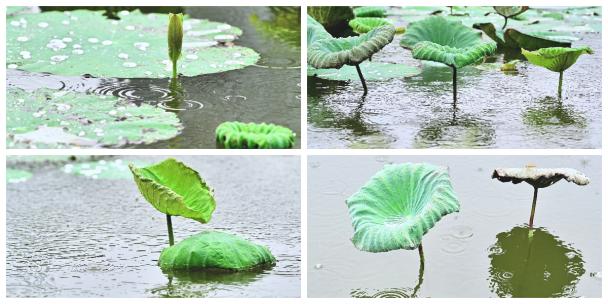 雨景荷塘雨打荷叶高清在线视频素材下载