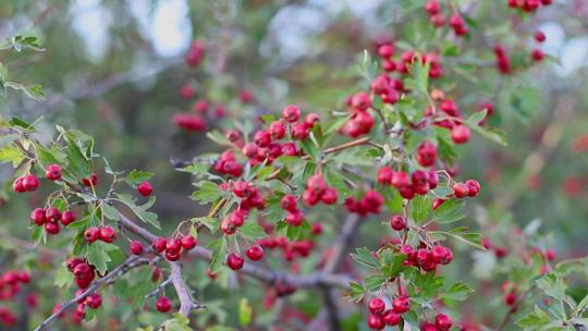 树枝上的红色成熟有机茶果