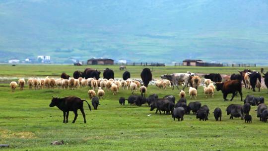 高原草原耗牛牛群羊群黑猪牧民放牧