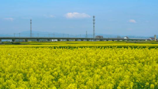 油菜花田野高铁快速行驶