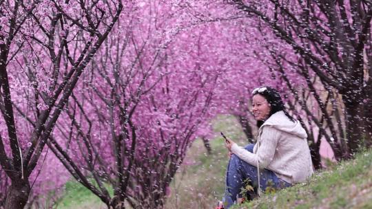 梅花 花开花落 花瓣雨