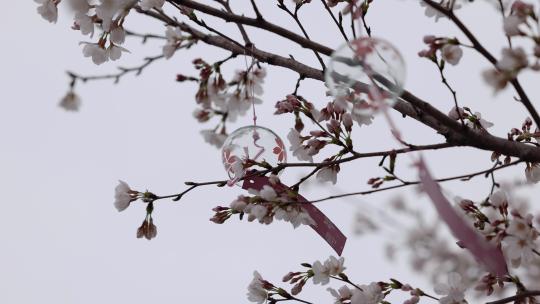 樱花树和悬挂的风铃
