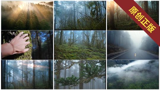 迷雾森林自然风景集锦视频素材模板下载