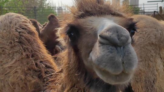 新疆吐鲁番农业养殖生产驼奶的骆驼