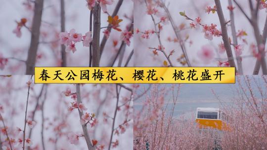 春天公园梅花、樱花、桃花盛开