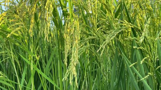 杂交水稻种子谷的雄株稻和雌株稻