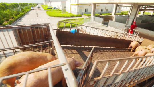 运输农业养殖畜牧牲畜猪肉
