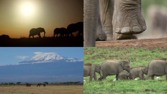 [合集] 非洲大象镜头合集象群