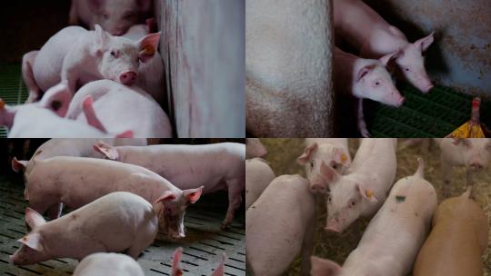 【合集】现代养猪厂里的猪