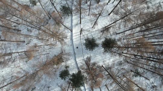 白山市松江河国家森林公园一个人在雪中行走