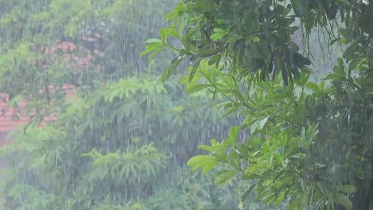 春天雨季雨水雨景树叶雨滴