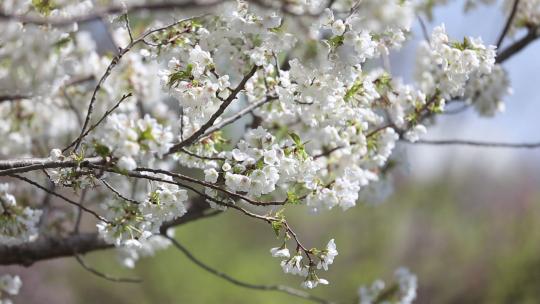 春季，济南五龙潭樱花等植物盛开随风飘落