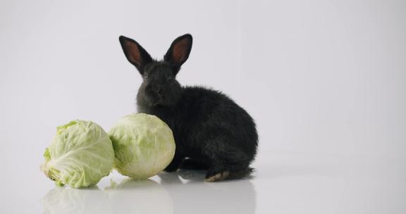 黑兔子吃成熟的新鲜圆白菜