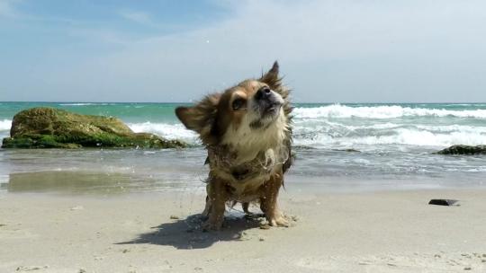 1904_狗在沙滩上甩水