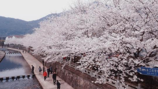 宁波春天白色的樱花