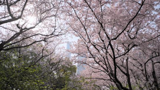 樱花春天的樱花