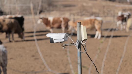 农村养牛场的监控摄像头视频素材模板下载