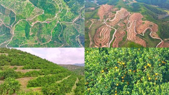 赣南万亩脐橙园航拍