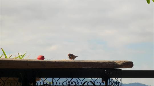 福建漳州居民住户阳台上吃米的鸟