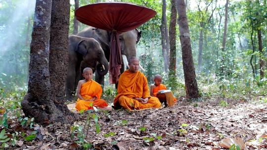 坐在树林中的僧侣视频素材模板下载