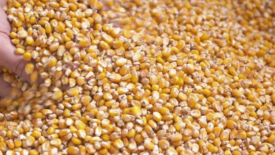 玉米粒丰收农业绿色食品
