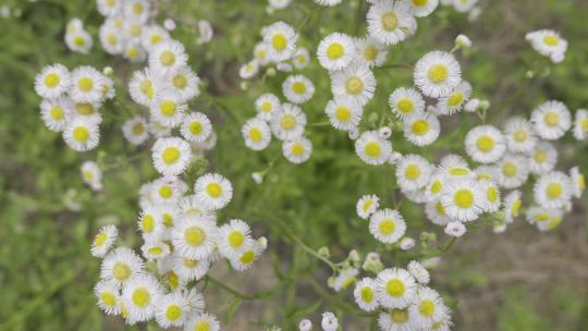 小清新鲜花阳光和雏菊